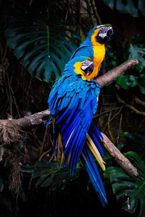 20 Free Birds Pictures On Unsplash In 2021 Bird Pictures Parrot