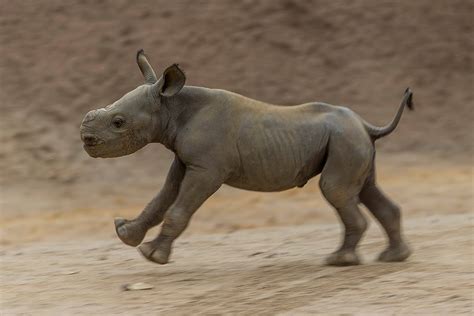 Critically Endangered Black Rhino Calf Hits The Ground Running Youtube