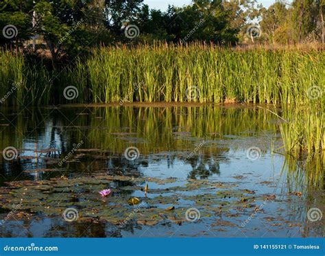 A Pond With Water Lilies And Reed Around In The Evening In A Park In