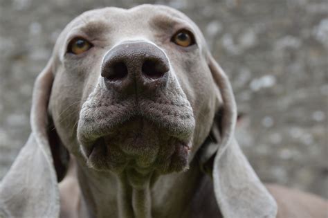 15 Dog Breeds With Floppy Ears And How To Care For Them