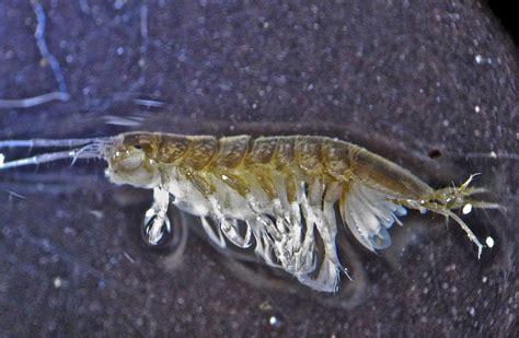 Aquatic Insects Of Central Virginia Freshwater Crustaceans Scuds And