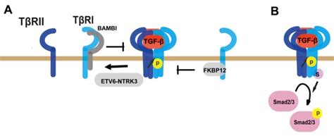 Regulation Of Tgf Receptor Activity Cell Bioscience Full Text