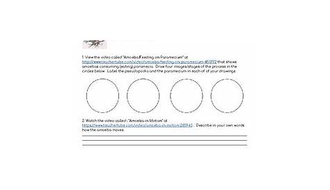 Amoeba and Paramecium Movement Worksheet by Green Mountain Grit | TPT