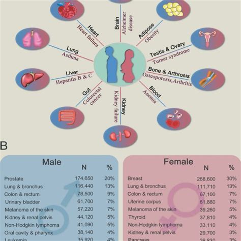 Major Types Of Human Diseases With Sex Differences A Graphical Download Scientific Diagram