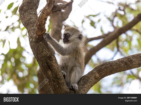 One Little Monkey Image And Photo Free Trial Bigstock