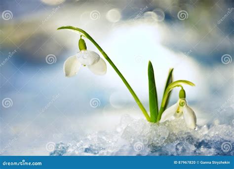 Snowdrop Flower In Melting Snow Stock Photo Image Of Drops Snowdrop