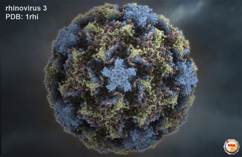 Rhinoviruses cause rhinovirus infection, popularly known as common cold. Science pressée #2 : les traitements du rhume ! | Kidi'science