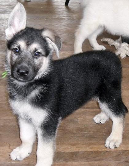 Black And Silver German Shepherd Puppies Pets Lovers