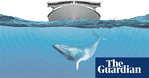An Ocean Of Noise How Sonic Pollution Is Hurting Marine Life The Hk Post