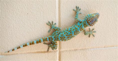 Gecko Pictures Az Animals