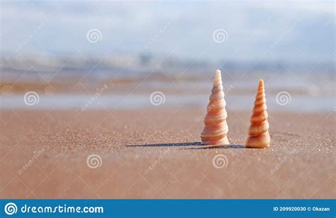 Two Spiral Sea Shells On A Seaside Copy Space Stock Photo Image Of