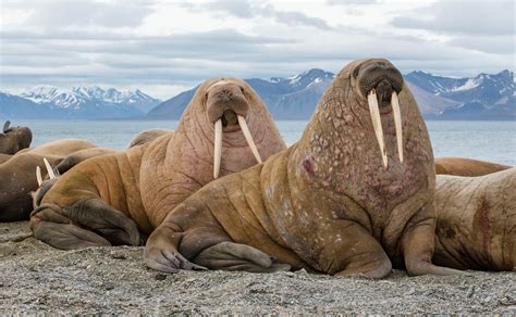 16 Walrus Facts For Kids That Will Surprise You Facts For Kids