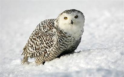 Owl Snowy Winter Wallpapers Desktop Owls Animal