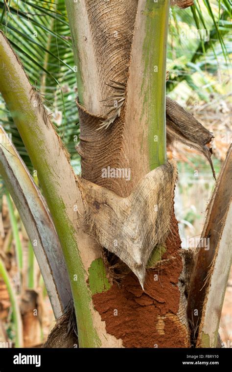 Close Up Of Palm Tree Stem Stock Photo Alamy