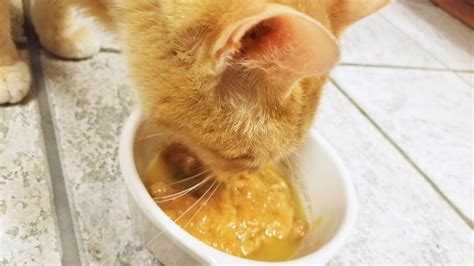 I make bone broth for myself and want to for my cats and dog. The Honest Kitchen Bone Broth Review: We Tried Bone Broth ...