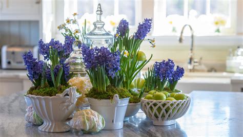How To Grow Hyacinths Indoors P Allen Smith