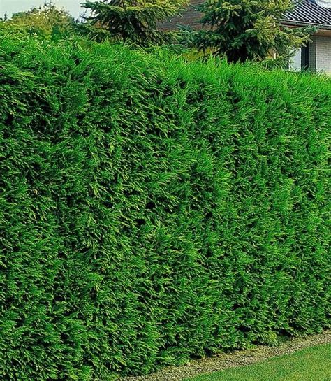 12 Garden Hedge Plants For Privacy Garden Hedges Privacy Plants