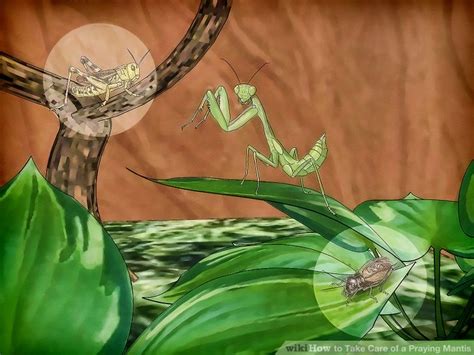How To Take Care Of A Praying Mantis 13 Steps With Pictures