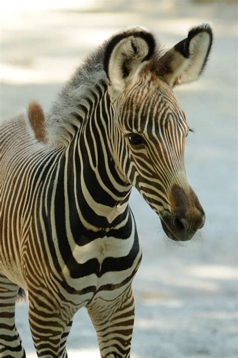 First Female Foal A Baby Grevys Zebra For Cincinnati Zoo