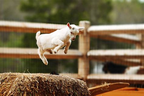 1300 Goats Jumping Stock Photos Pictures And Royalty Free Images Istock