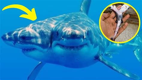 Shocking Discovery Of This 2 Headed Shark Is Terrifying And Now
