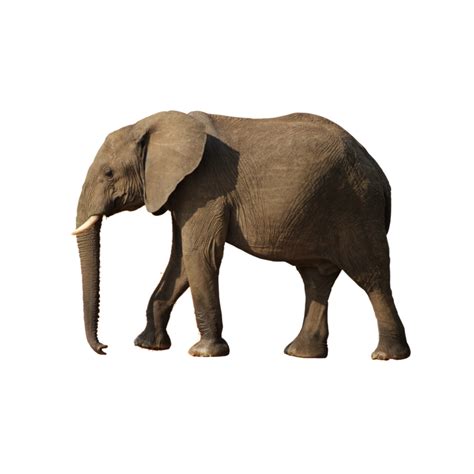 Elephant Png Transparent Image Download Size 894x894px