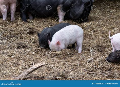 Little Baby Pigs Piglets In Straw On Farm Stock Image Image Of