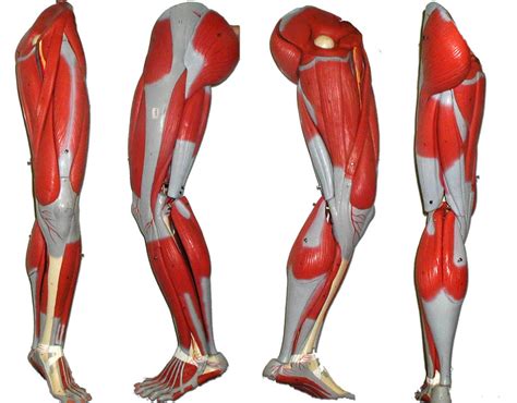 Leg Muscles Diagram Leg Muscle Diagram Diagram Site Leg Muscles Sexiz Pix