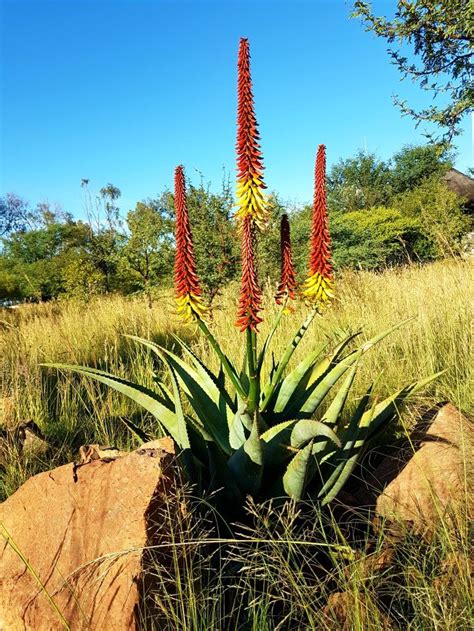 Aloe Hybrid In Flower Vaal Retreat March 2018 Plants Flowers Garden
