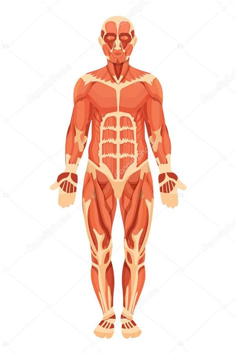 Estructura Anatómica Del Cuerpo Humano Músculos Tendones Y Ligamentos