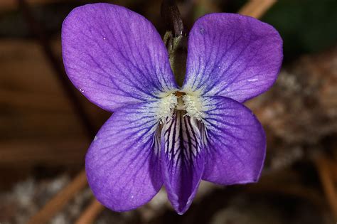 Slideshow 714 10 Veined Flower Of Blue Violet On Little Lake Creek