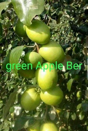 Full Sun Exposure Green Apple Ber Plants For Fruits At Rs 35piece In Ahmedabad