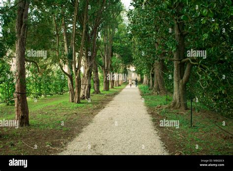 Green Alley Spring With Trees In The Park Stock Photo Alamy