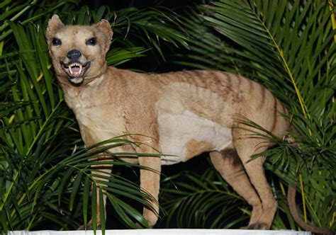 18 Facts About Tasmanian Tiger