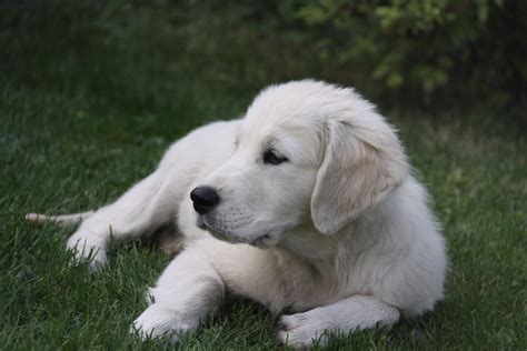 The White Golden Retriever Lifespan Facts And Intelligence