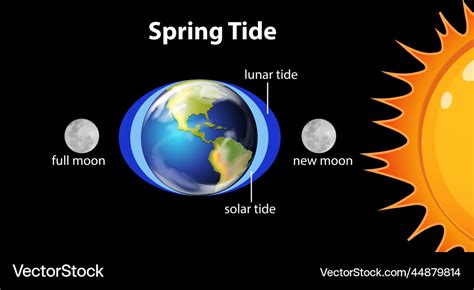 Diagram Showing Spring Tides Royalty Free Vector Image