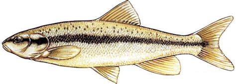 Art Illustration Lakes Freshwater Fish Blacknose Dace