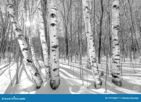 Birch Trees In Winter Bandw Stock Image Image Of Winter Rays 147168617