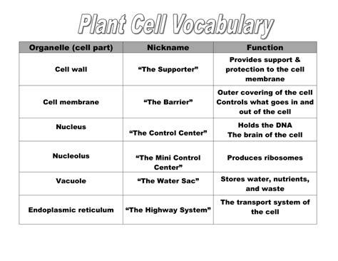 Plant Cell Structure Organelles And Their Functions Gambaran