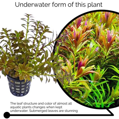 Limnophila Aromatica Mini Large Pot Buy Aquarium Plants And
