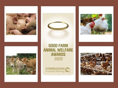 2020 Good Farm Animal Welfare Award Winners Announced Compassion In