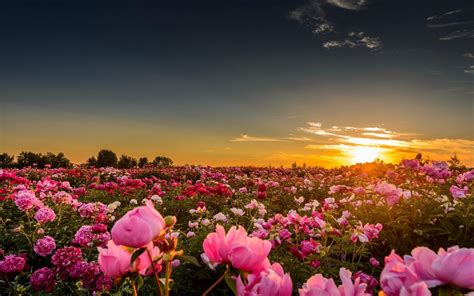sunset sunlight flowers rose pink roses nature landscape wallpaper and background