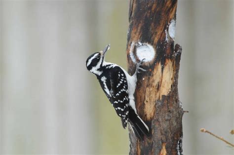 Hairy Woodpecker Indiana Audubon