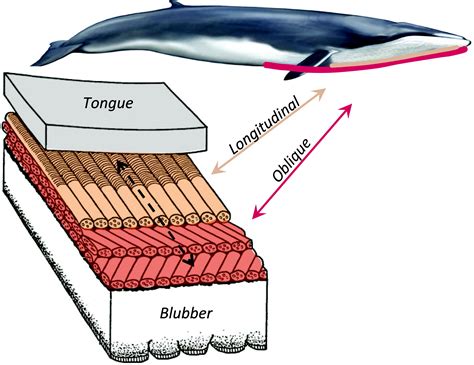 Using Morphology To Infer Physiology Case Studies On Rorqual Whales