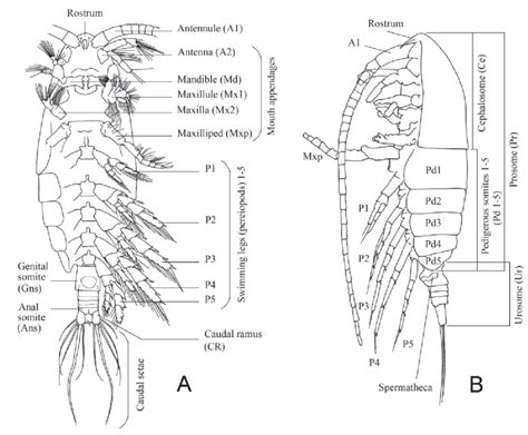 External Morphology Of Calanoid Copepods Diagram Of An Adult Female