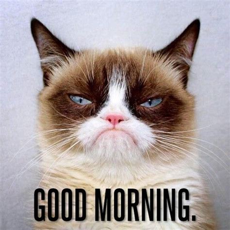 Good Morning Grump Cat Funny Grumpy Cat Memes Grumpy Cat Humor