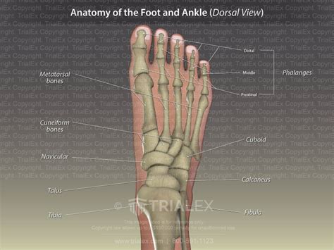 Anatomy Of The Foot And Ankle Dorsal View Trialexhibits Inc Free