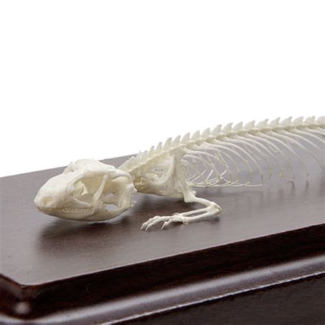 Lizard Skeleton The Evolution Store