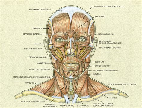 Human Muscle Anatomy Face