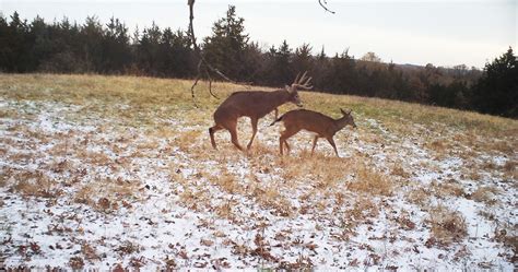 Deciphering Deer Breeding Phases Understanding Mature Bucks